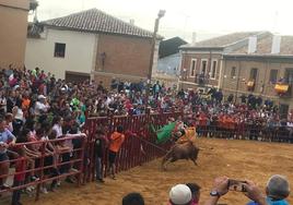 Toro de las peñas en una edición anterior de las fiestas de Paredes de Navas.