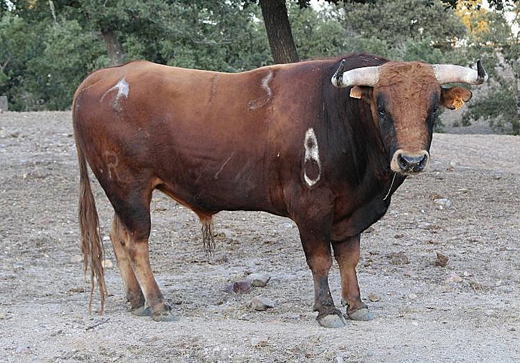 Imagen principal - Capellán y Desvergonzado, dos de los novillos de Santos Alcalde.