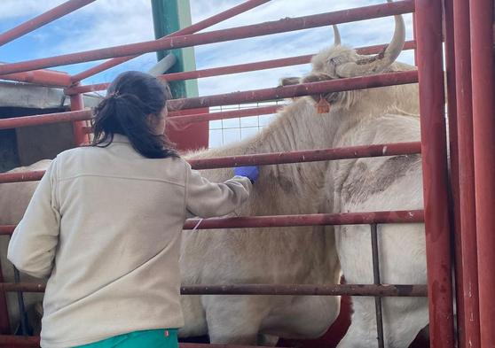 Una veterinaria realiza pruebas de saneamiento a una vaca.