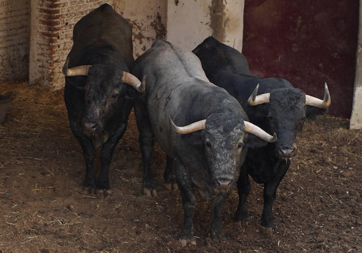 Así ha sido el reconocimiento veterinario de los victorinos en Valladolid