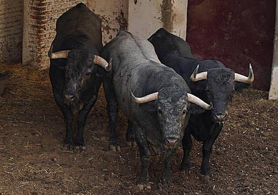 Tres de los siete ejemplares de Victorino Martín desembarcados en la plaza de toros de Valladolid.