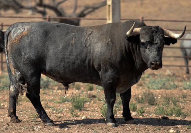 'Directivo', herrado con el 88. Dio un peso en la báscula de 568 kilos, el más pesado de la corrida.