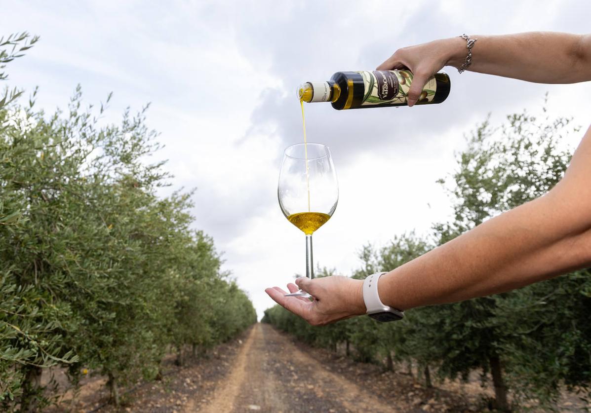 Aceite de oliva en unos olivares del término municipal de Medina de Rioseco.