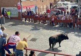 Toro de la Vega en la calle San Antolín.