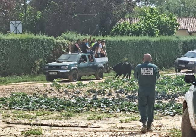 Imágen de uno de los toros que escapó del Matadero Justino Gutiérrez.