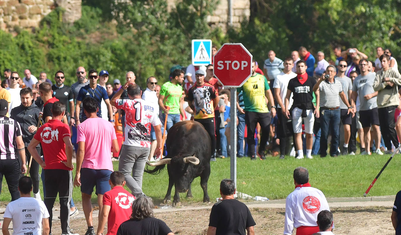 El Toro de la Vega siembra el pánico en Tordesillas