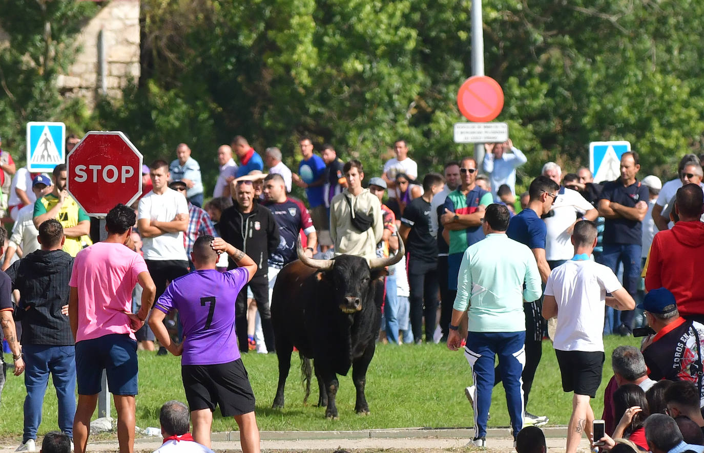 El Toro de la Vega siembra el pánico en Tordesillas