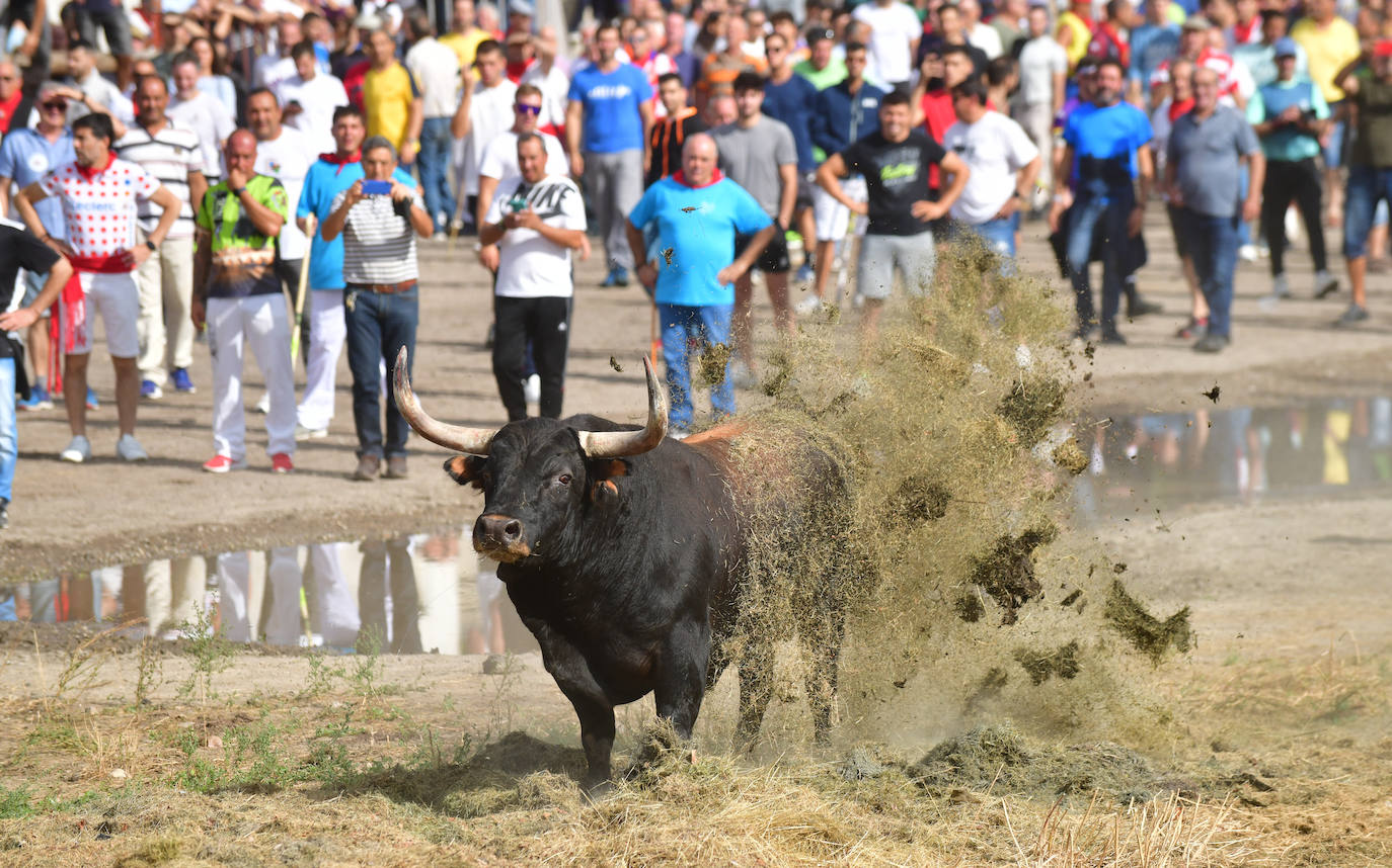 El Toro de la Vega siembra el pánico en Tordesillas