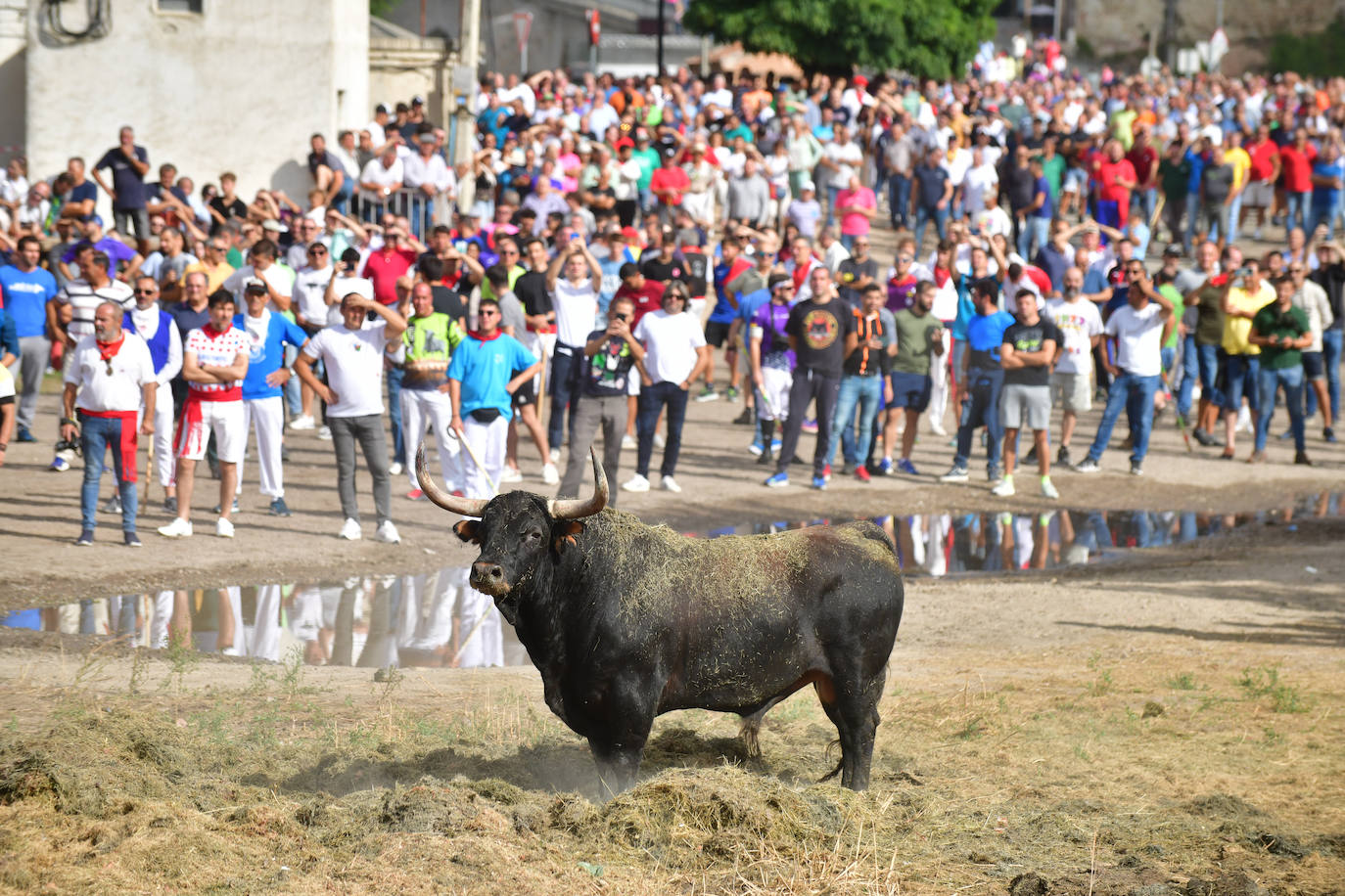 El Toro de la Vega siembra el pánico en Tordesillas