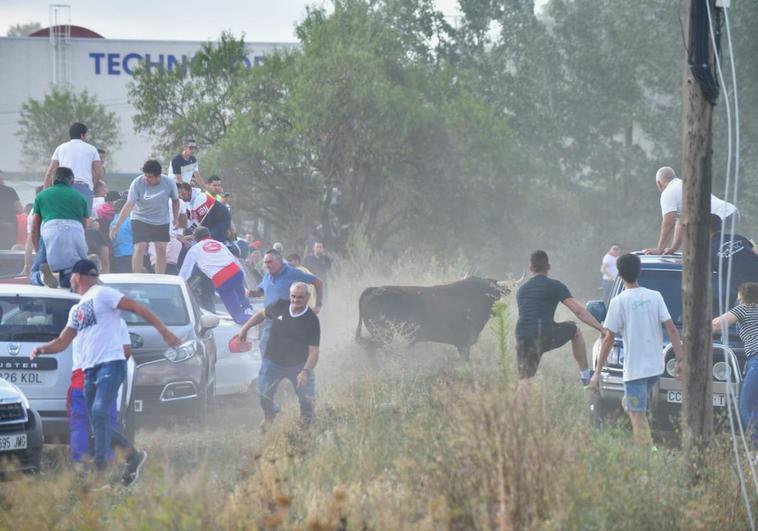 Unos aficionados huyen corriendo y otros se suben al techo de coches segundos después de que el Toro de la Vega se salga del recorrido.