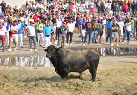 'Mirabajo', Toro de la Vega de este año.