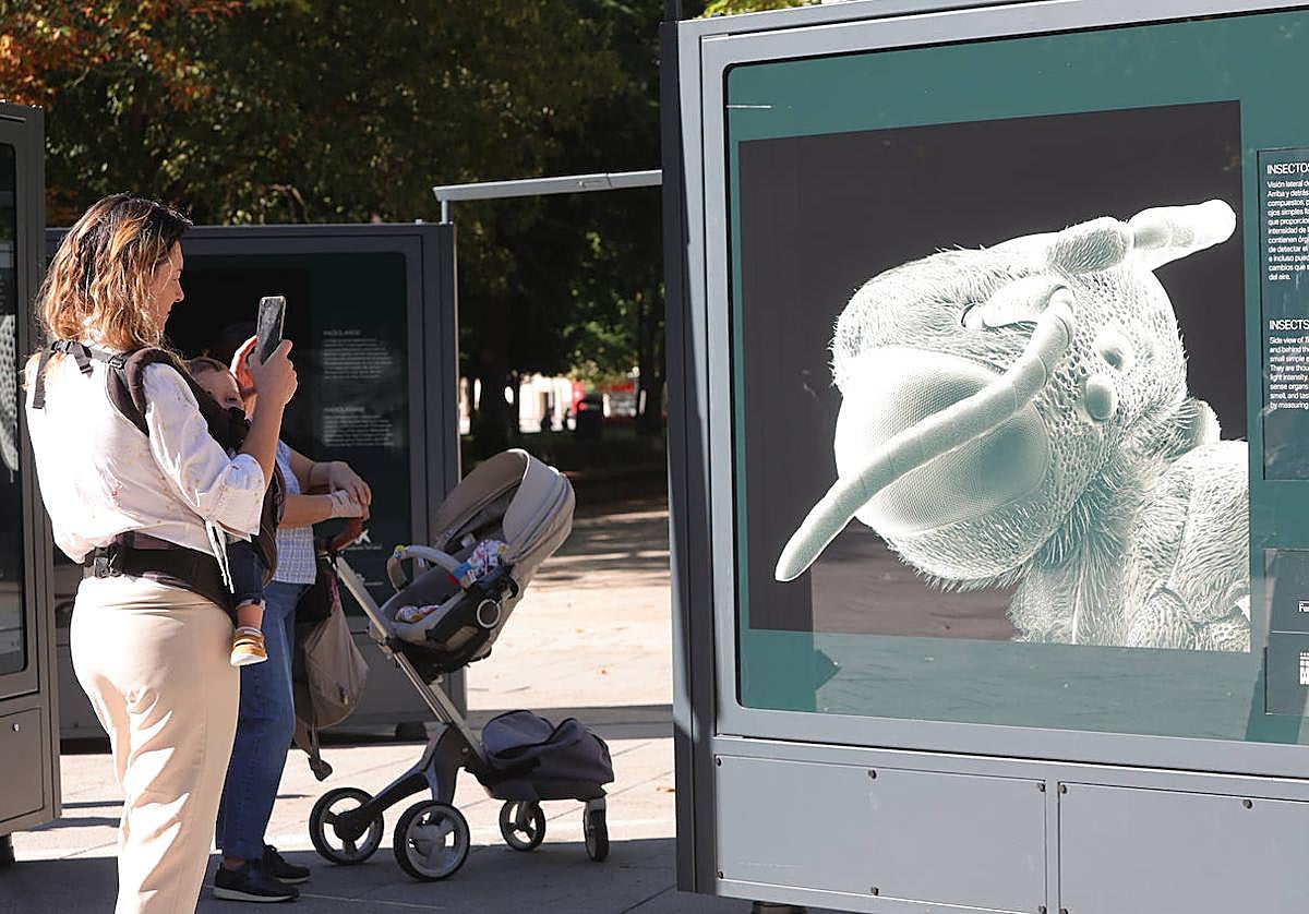 Una mujer toma una fotografía de uno de los paneles.