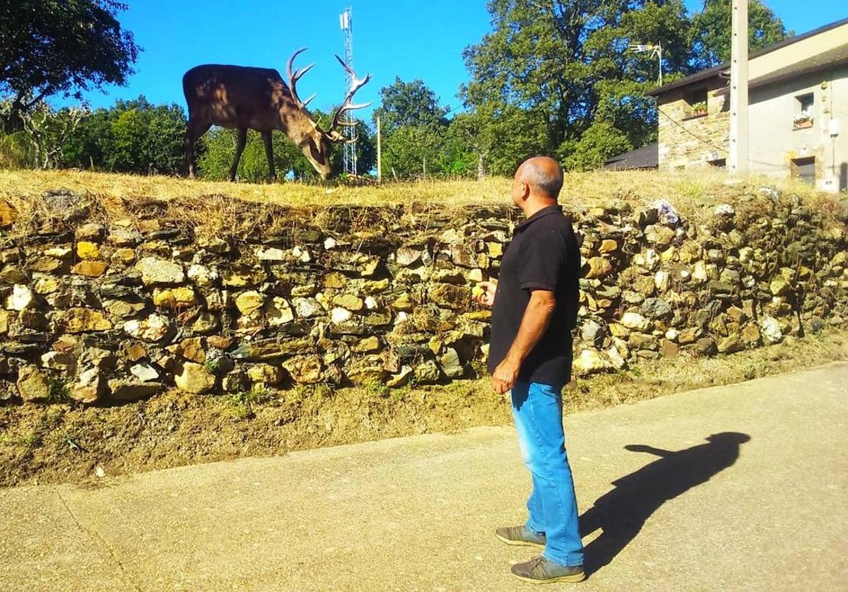 Carlos Álvarez Lagarejos observa al ciervo 'Carlitos' al lado del hotel, en una imagen retrospectiva.