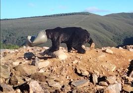 Ejemplar de oso pardo que tenía la cabeza dentro de un bidón de plástico.