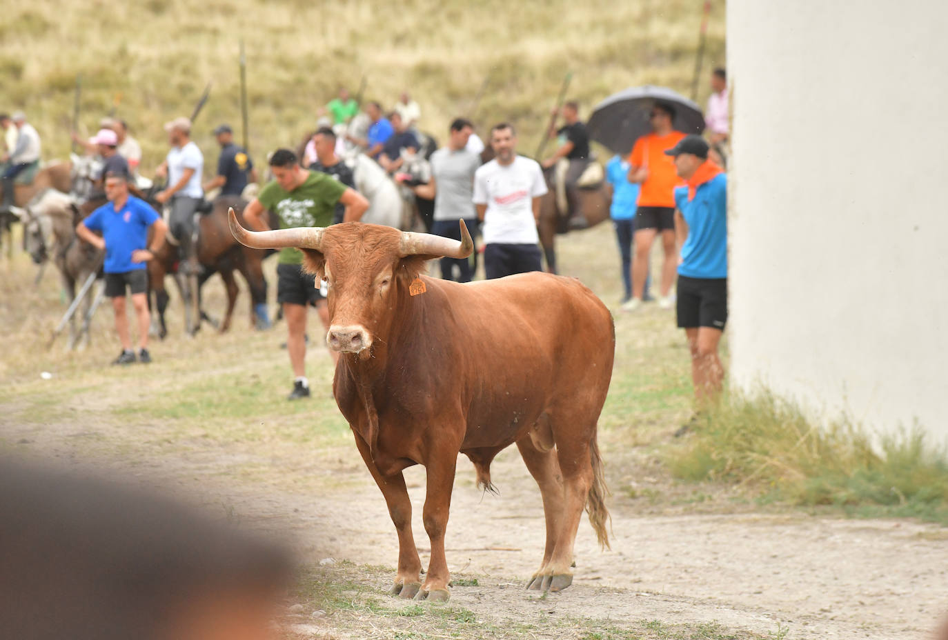 Las mejores imágenes del encierro de Arrabal de Portillo