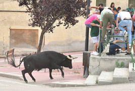 Las mejores imágenes del encierro de Arrabal de Portillo