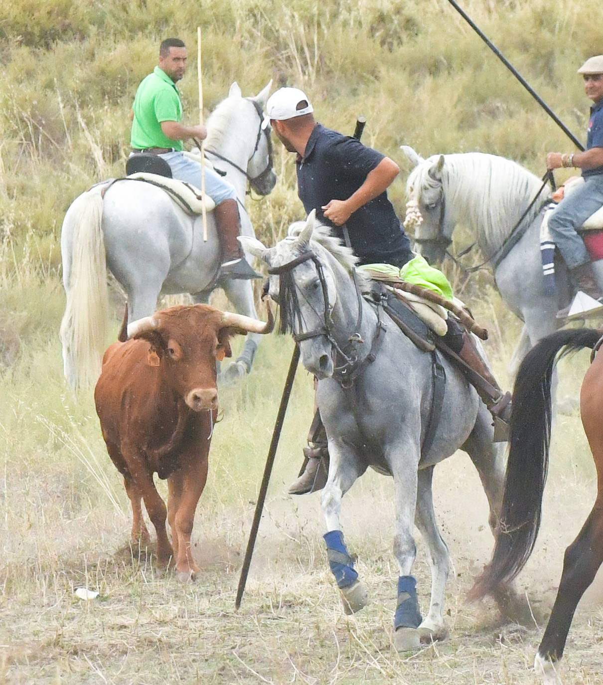 Las mejores imágenes del encierro de Arrabal de Portillo