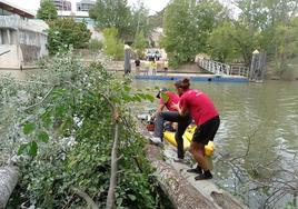 Voluntarios trabajan en el río para retirar las ramas.