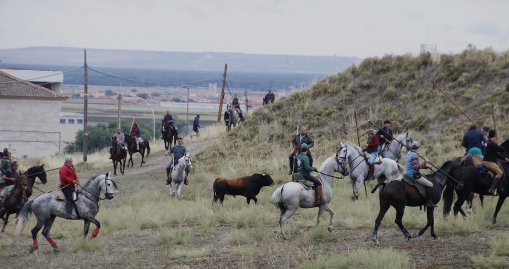 Las imágenes de los toros que se han escapado del encierro de Portillo