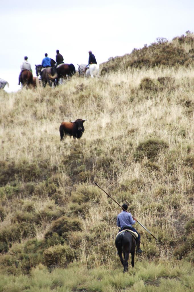 Las imágenes de los toros que se han escapado del encierro de Portillo