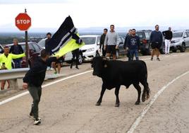 Las imágenes de los toros que se han escapado del encierro de Portillo