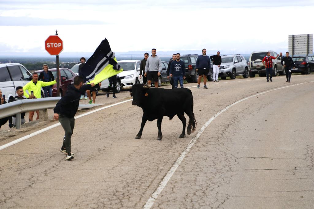 Las imágenes de los toros que se han escapado del encierro de Portillo