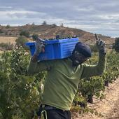 Los subsaharianos copan la mano de obra temporal en la vendimia de Ribera del Duero