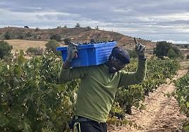 Los subsaharianos copan la mano de obra temporal en la vendimia de Ribera del Duero