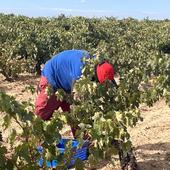 Viñedo, plantón de fresa y patata, en el calendario de final de campaña de los temporeros