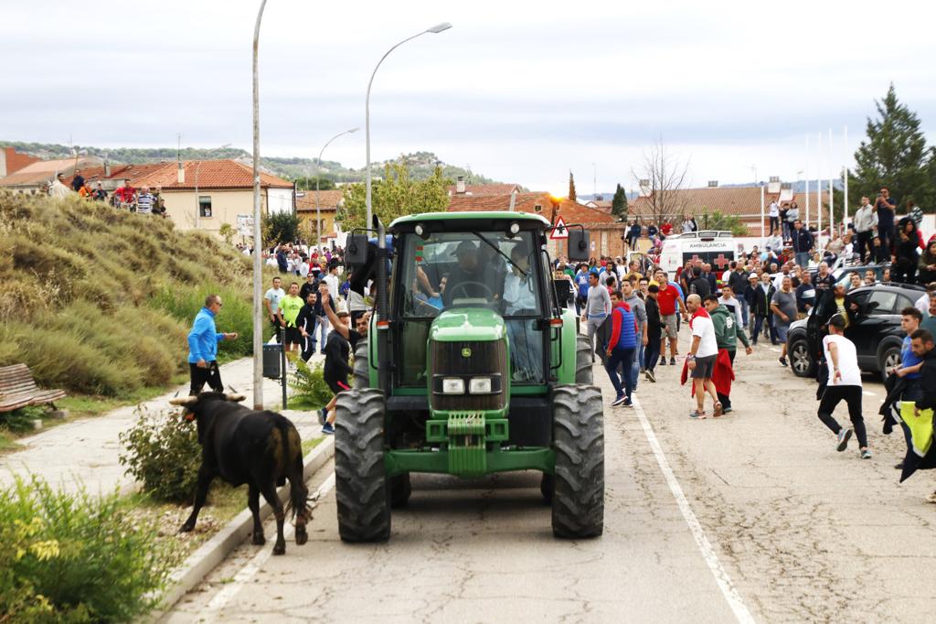 Las imágenes de los toros que se han escapado del encierro de Portillo