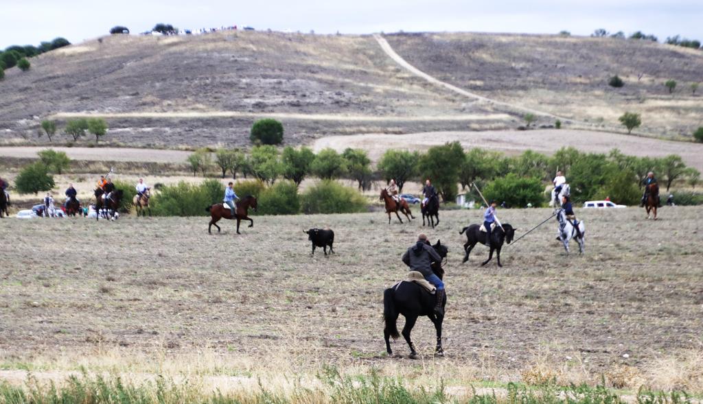 Las imágenes de los toros que se han escapado del encierro de Portillo