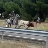 Dos toros y un buey se escapan en el encierro de Arrabal de Portillo