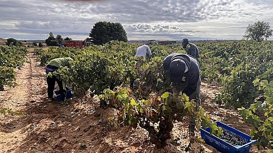 COAG pide a la AICA que actúe ante los precios «por debajo de coste» de la uva