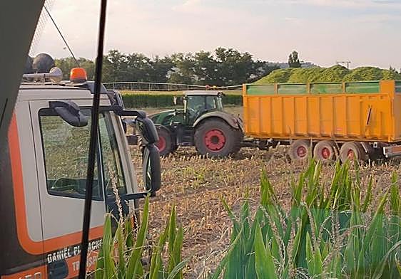 Ensilado de maíz en la finca Prados Hondos de Villanueva de Duero, Valladolid.