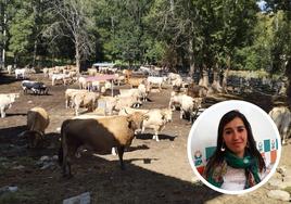 Los animales encerrados en los corrales para ser cargados al matadero e imagen de la ganadera Laura Castrillo.