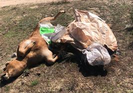 Tres terneros muertos en una finca de San Felices de los Gallegos, Salamanca, a la espera de ser recogidos desde hace una semana.