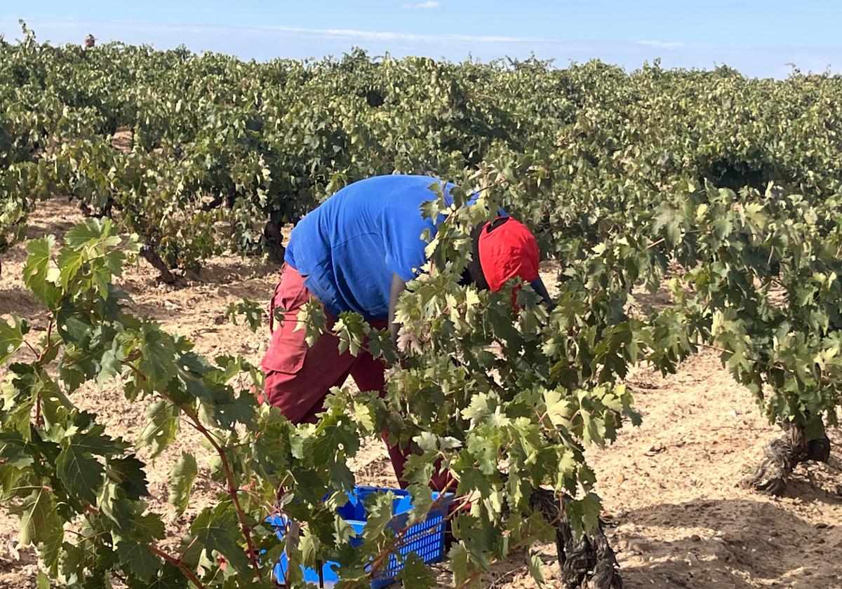 Un trabajador subsahariano trabaja en la vendimia en Ribera del Duero.