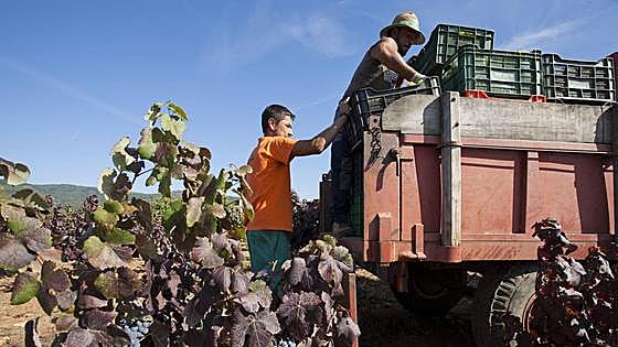 Las lluvias aguan la vendimia en El Bierzo con daños que mermarán la cosecha