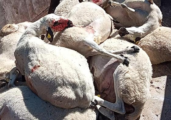 Ovejas muertas por un ataque de lobos en la provincia de Zamora.