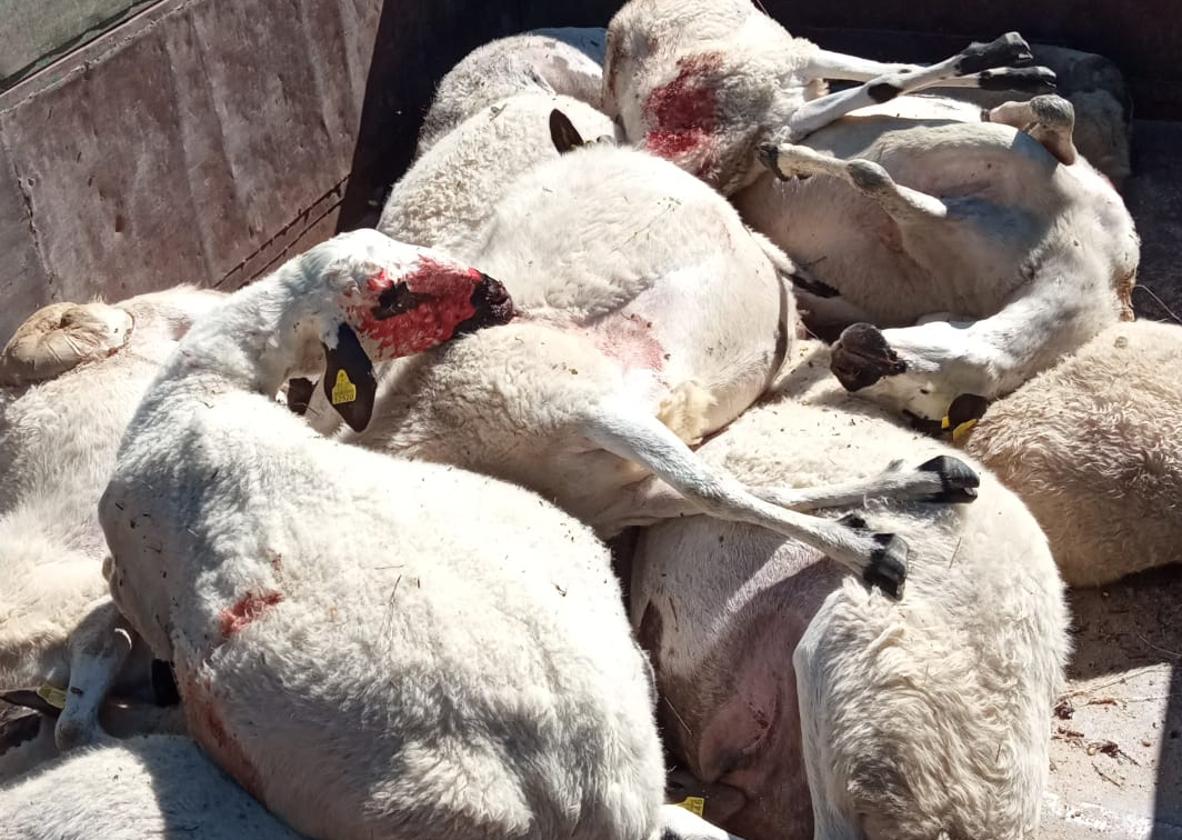 Ovejas muertas por un ataque de lobos en la provincia de Zamora.
