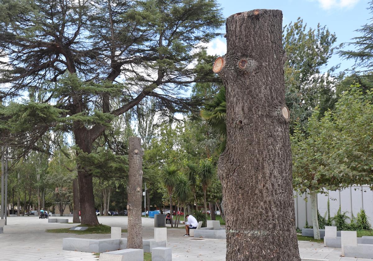 Árboles cortados en Jardinillos.