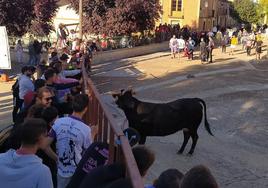 Palazuelo de Vedija celebra San Mauricio con una multitudinaria vaca enmaromada