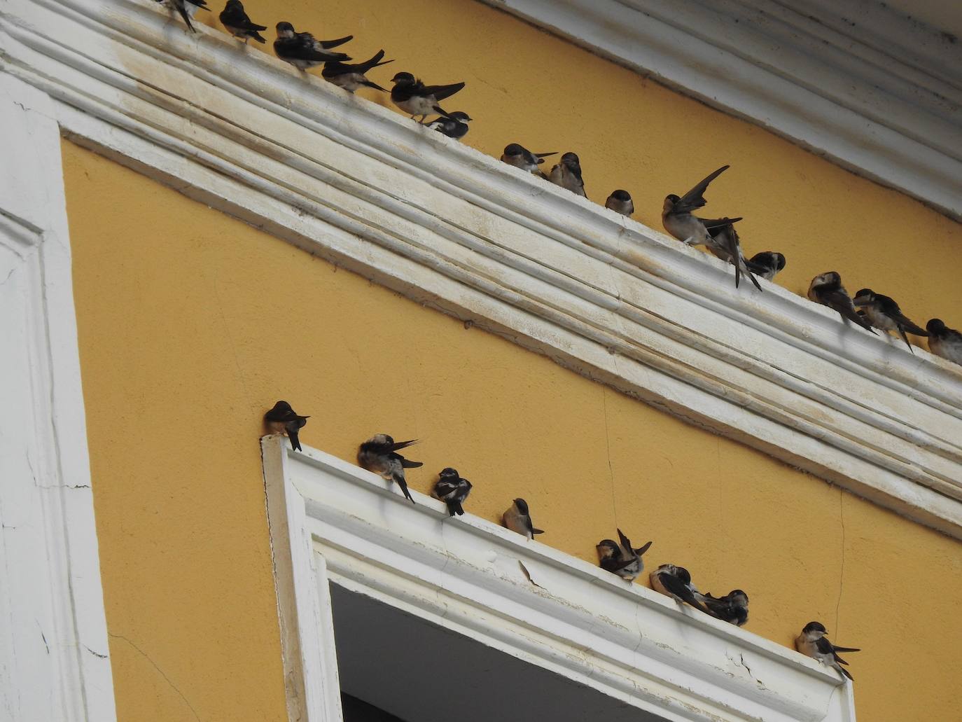 Bandada de aviador común sobre una fachada de la Plaza Mayor de Medina de Rioseco.