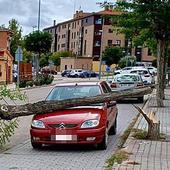 Un árbol se desploma sobre un coche aparcado en Tordesillas