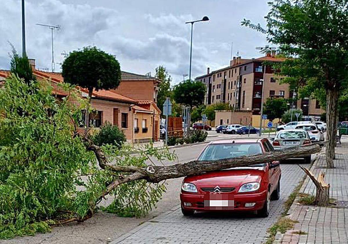 Árbol caído sobre el vehículo estacionado en Tordesillas.