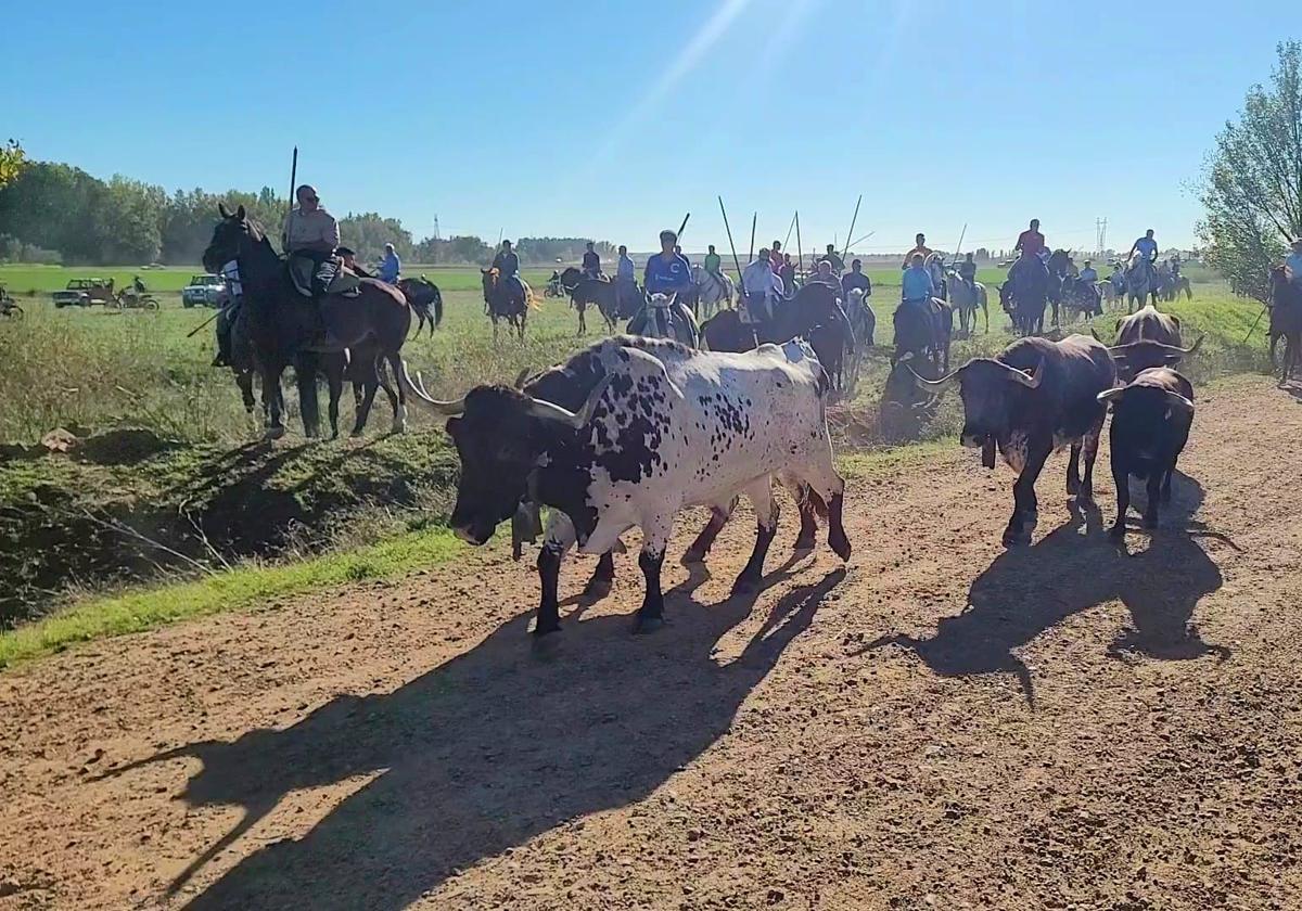 Mayorga celebra un entretenido encierro por el campo con numerosos caballistas