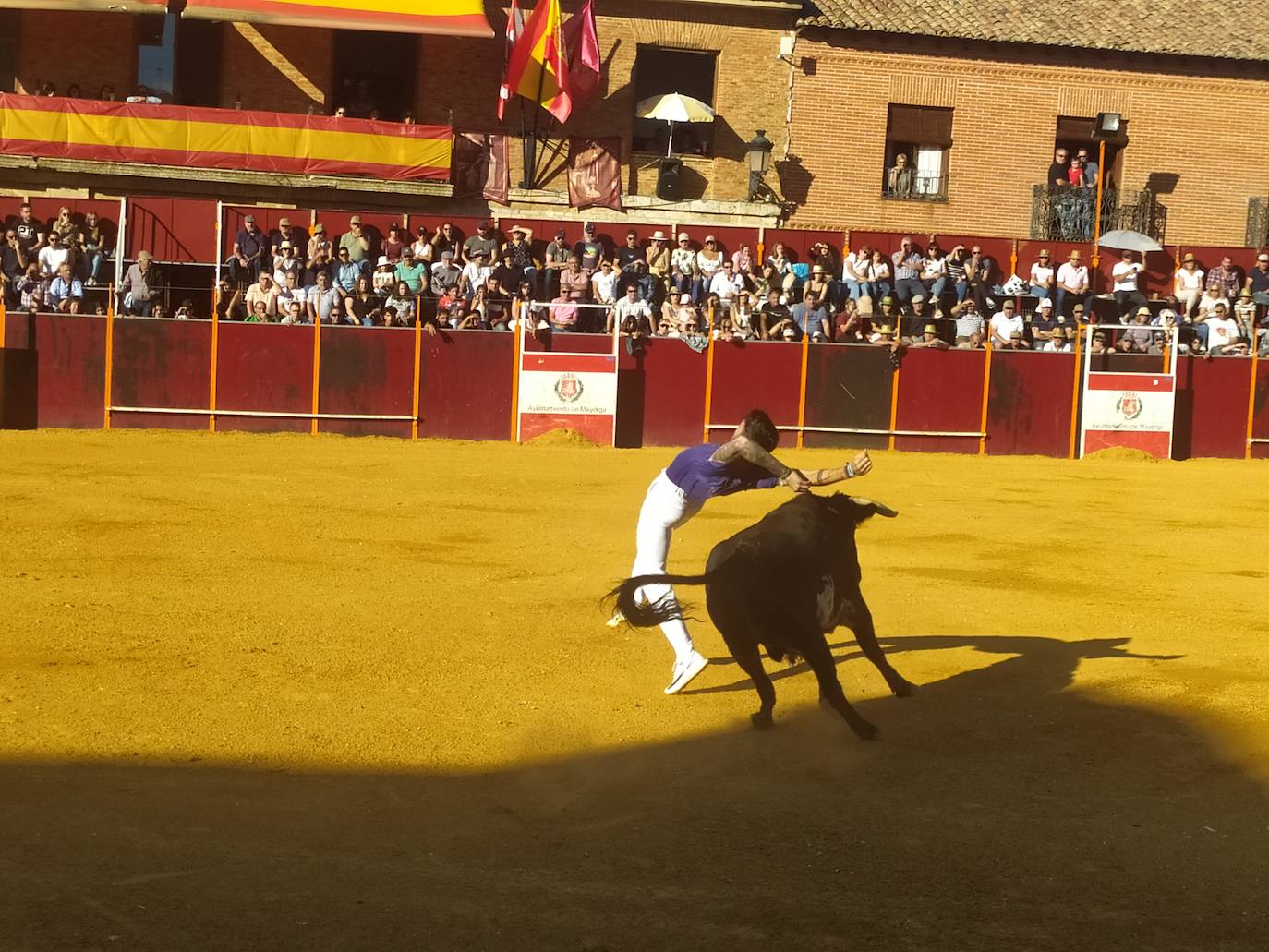 El Concurso de Cortes de Mayorga, en imágenes (I)