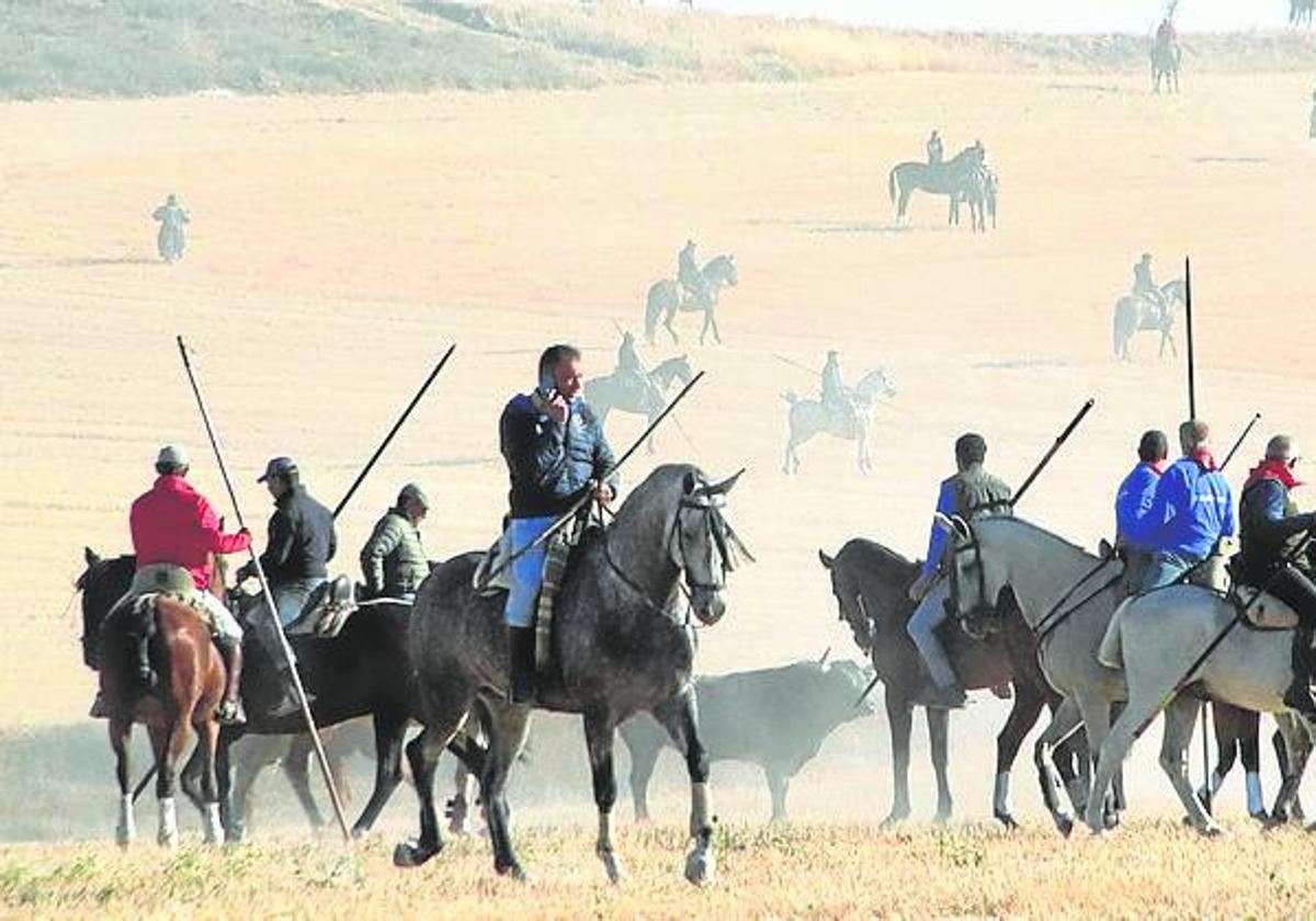 Encierro campestre de las últimas fiestas.