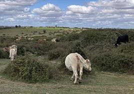 Las vacas aprovechan la hierba en una finca de Martiago, Salamanca.