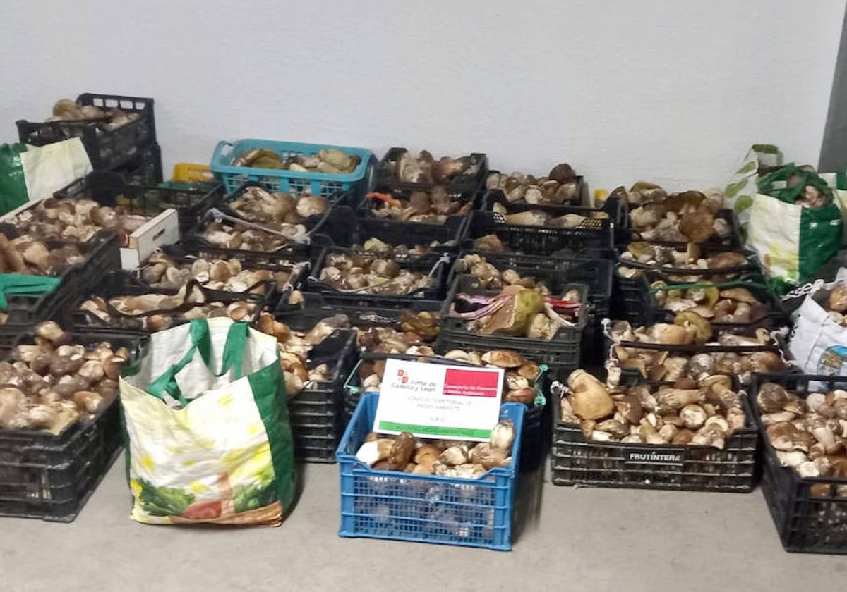 Los 477 kilos de boletus decomisados ayer en la provincia de Soria.